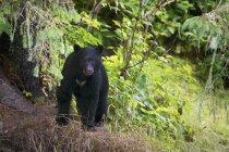 Black bear waking through forest — Stock Photo