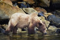 Grizzly orso avendo bevanda d'acqua — Foto stock