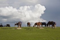 Pferde weiden auf dem Feld auf Heu — Stockfoto
