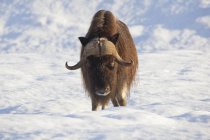 Bulle Muskox steht im Neuschnee — Stockfoto