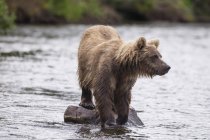Коричневий ведмідь стоїть на скелі — стокове фото