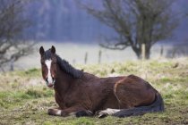 Horse laying down — Stock Photo