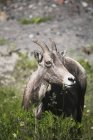 Выпас овец Бигхорн — стоковое фото