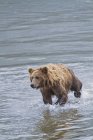Coastal brown bear — Stock Photo