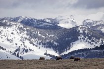 Выпас буйволов на лугу — стоковое фото