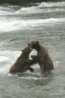 Бурые медведи жалеют лосося — стоковое фото
