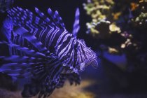 Lionfish swimming under water — Stock Photo