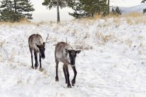 Woodland caribou walking in snow — Stock Photo