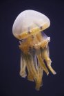 Jellyfish swimming under water — Stock Photo