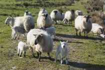 Gregge di pecore e agnelli vicino cloonaghlin lough — Foto stock