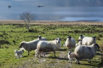 Pâturage des moutons sur l'herbe — Photo de stock