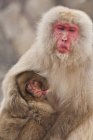 Macaco giapponese femminile adulta — Foto stock