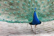 Peacock  standing on ground — Stock Photo