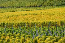 Вид на зелені виноградники — стокове фото