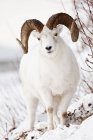 Pieno-Curl Ram delle pecore di Dall — Foto stock