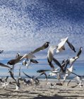 Стая птиц, летящих — стоковое фото