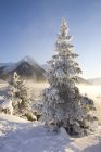 Hoar-Frost покриті ялини — стокове фото