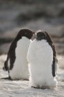 Pinguine stehen auf Schnee — Stockfoto