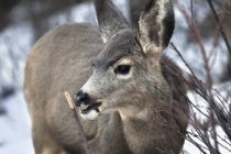 Mule deer in snow — Stock Photo