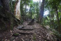 Forêt pluviale semi-tropicale — Photo de stock