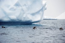 Плавание на пингвинах Gentoo — стоковое фото