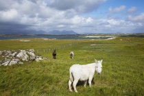 Horses in field with mannin bay — Stock Photo