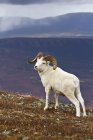 Carnero de oveja de Dall en la cresta superior en alpino - foto de stock