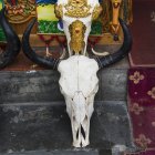 Crâne de tête d'animal — Photo de stock
