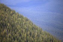 Хвойные деревья на серной горе — стоковое фото