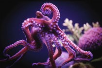 Octopus swimming under water — Stock Photo