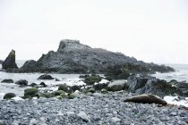Crabeater seal laying on stones — Stock Photo
