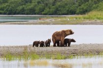 Brown Bear with Cubs — Stock Photo