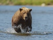 Бурый медведь, бегущий на воде — стоковое фото