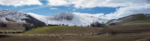 Pascolo ovino in campo — Foto stock