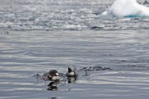 Pinguins nadando na água — Fotografia de Stock
