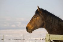 Profil de tête de cheval brun — Photo de stock