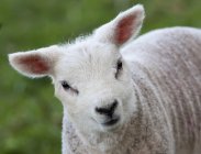 Primo piano di un agnello carino — Foto stock