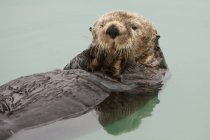 Una lontra marina adulta galleggia nelle acque calme del piccolo porto di Valdez, Alaska centro-meridionale, estate — Foto stock
