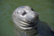 Sea lion with head out — Stock Photo