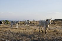 Vista da fazenda de gado — Fotografia de Stock