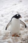 Gentoo penguin standing on snow — Stock Photo