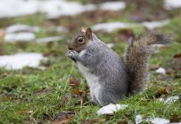 Écureuil gris mangeant — Photo de stock