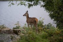 Deer stands at the water's edge — Stock Photo