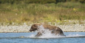Brown bear fishing for salmon in river — Stock Photo