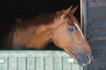 Cavallo sbircia la testa fuori dalla stalla — Foto stock
