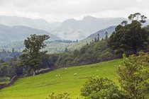 Pâturage des moutons à flanc de colline — Photo de stock