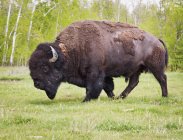 Plains bison in elk island national park — Stock Photo