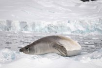 Крабовый тюлень на снегу — стоковое фото