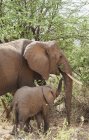 Elefante madre con bambino — Foto stock