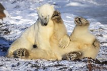 Белые медведи играют в бой — стоковое фото